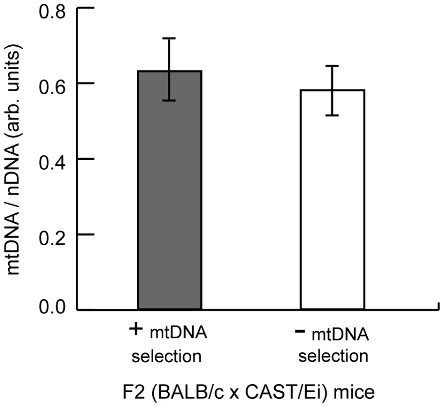 MtDNA copy number regulation in the spleen has no effect on mtDNA segregation.