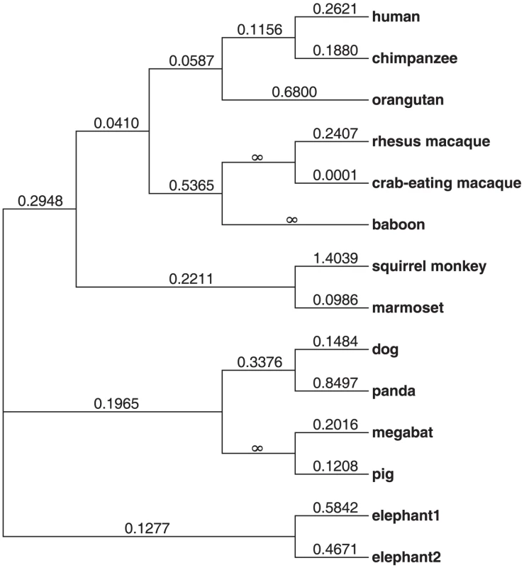 Phylogenetic tree showing the dN/dS ratio of each lineage analyzed.