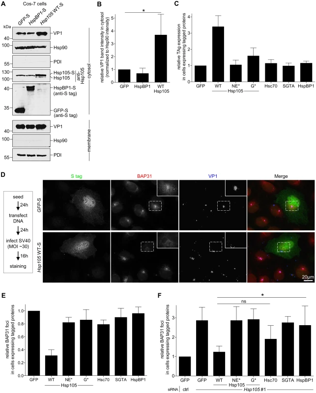 Hsp105 overexpression enhances SV40 extraction into the cytosol.