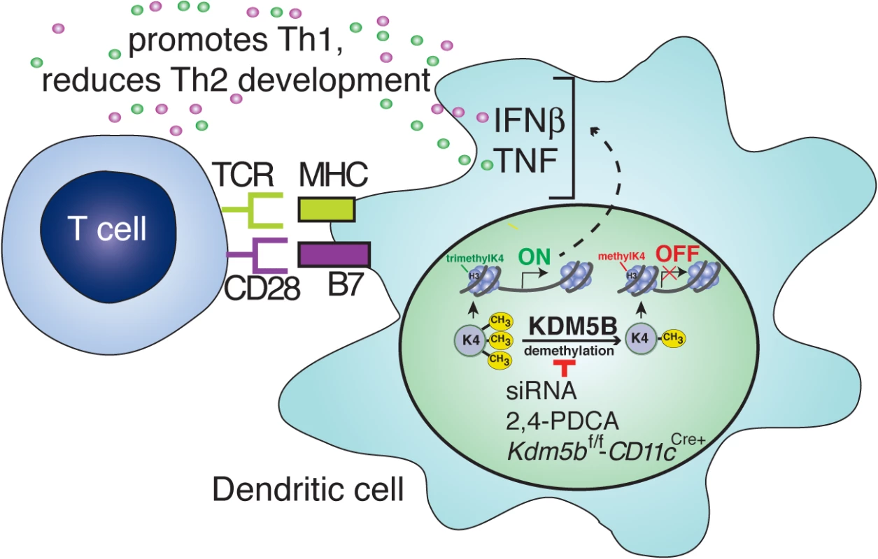 Blocking KDM5B demethylation leads to increased cytokine production and repression of Th2 responses.