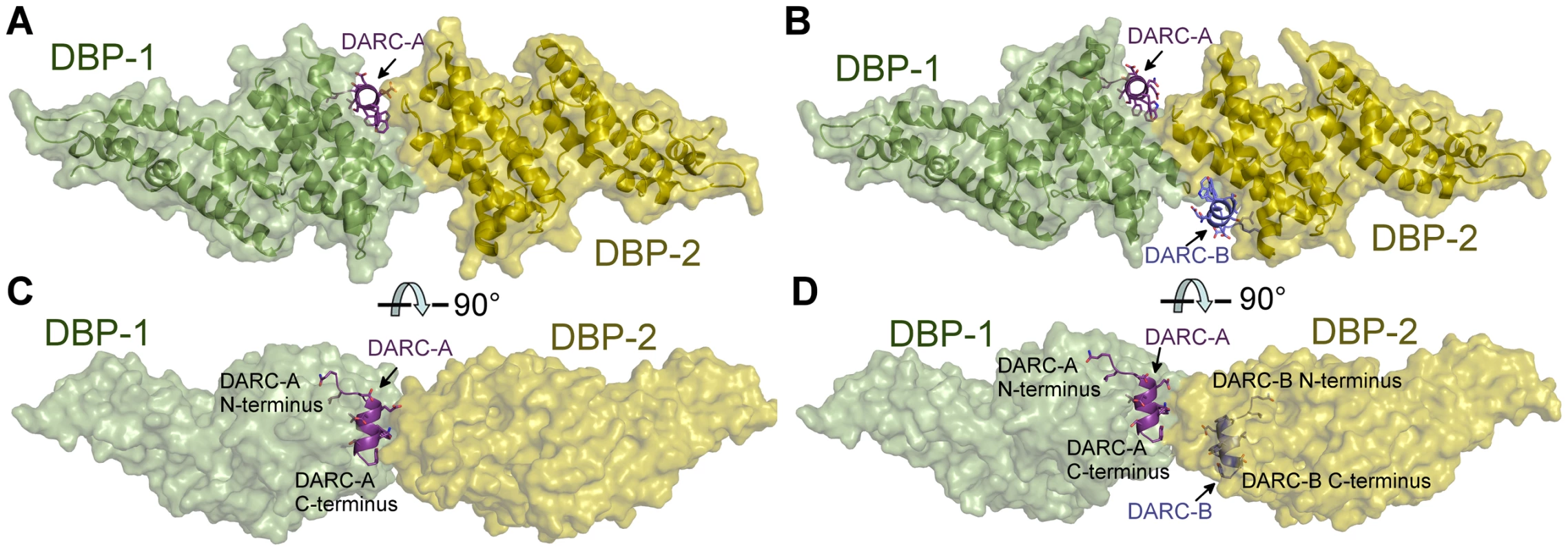 Crystal Structure of the DBP-RII∶DARC heterotrimer and heterotetramer.
