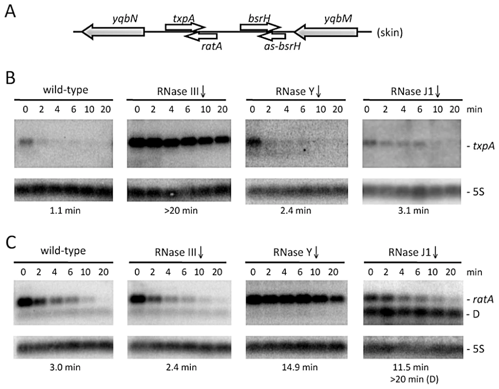 The <i>txpA</i> and RatA RNAs are stabilized in strains depleted for RNase III and RNase Y, respectively.