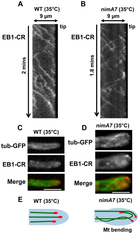 Partial inhibition of NIMA results in alteration of microtubule dynamics and EB1 behavior.