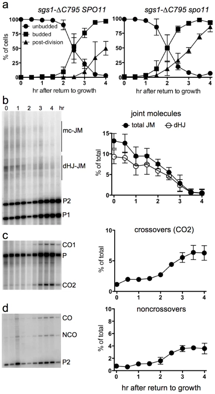 Delayed JM resolution and increased CO formation after RTG in the absence of the Sgs1 helicase.