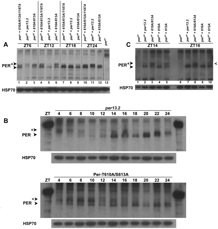 PER-T610A/S613A exhibits defects in protein phosphorylation and stability.