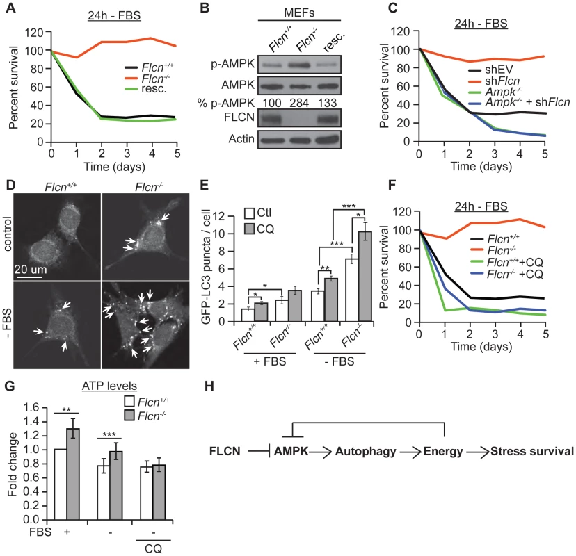 The FLCN-dependent regulation of AMPK, autophagy, and metabolic stress survival is evolutionarily conserved.