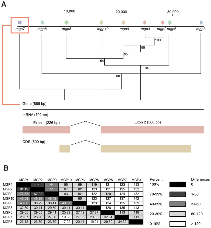 Genome localization of <i>Glossina morsitans</i> and <i>mgp2–10</i> phylogeny of genes for novel <i>Glossina morsitans morsitans</i> milk gland proteins.