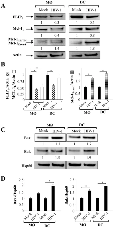 Expression of pro- and anti-apoptotic molecules in HIV-1 infected monocyte-derived macrophages and monocyte-derived DCs.