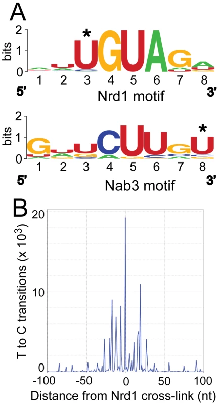 Conserved Nrd1 and Nab3 binding motifs.