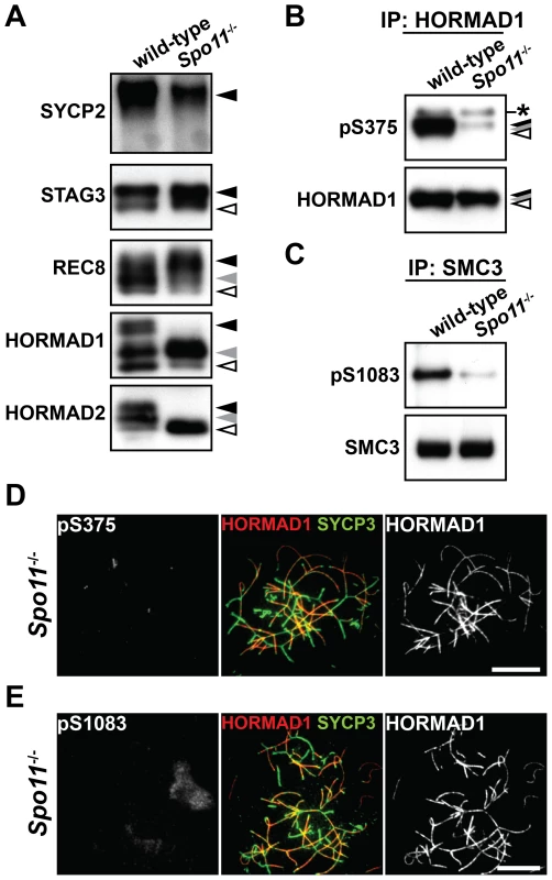 Phosphorylation of HORMAD1, HORMAD2, and SMC3 is highly dependent on SPO11.