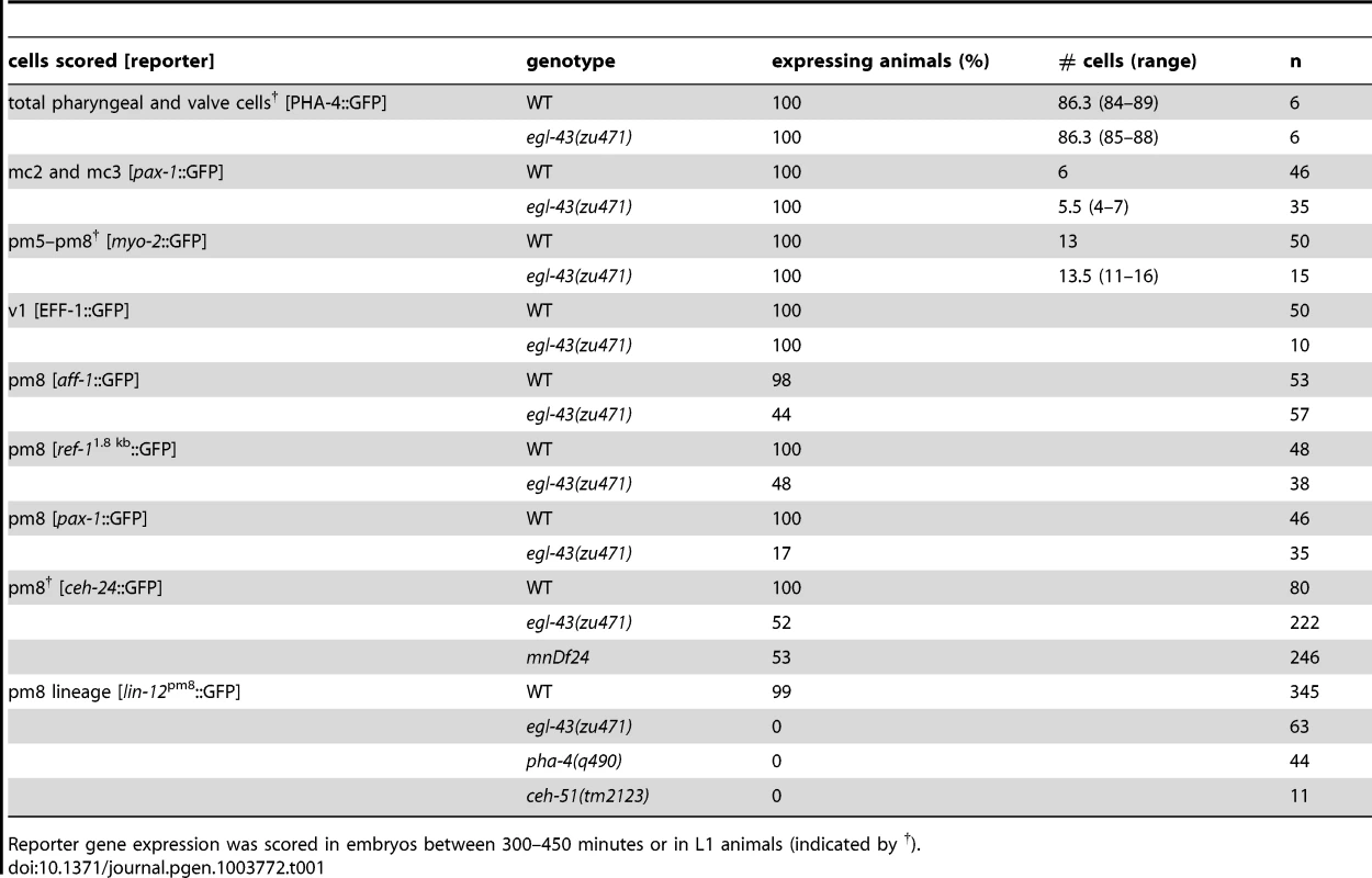 <i>egl-43</i> regulates pm8 gene expression.