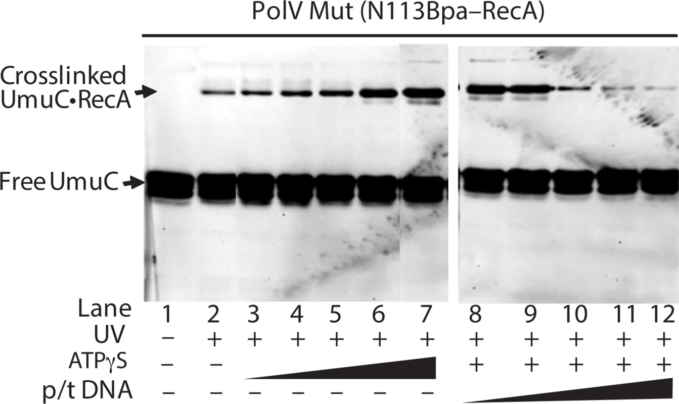 Effects of ATP and primer-template binding on RecA-UmuC cross-linking efficiency in pol V Mut.