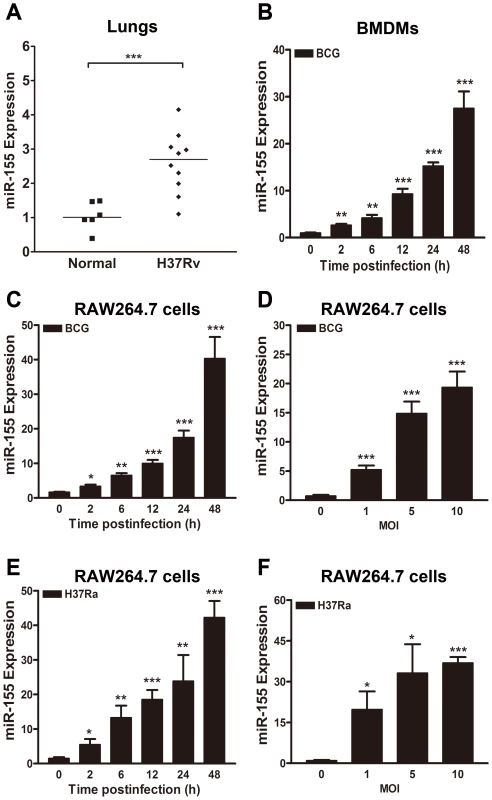 miR-155 expression is induced after mycobacterial infection.