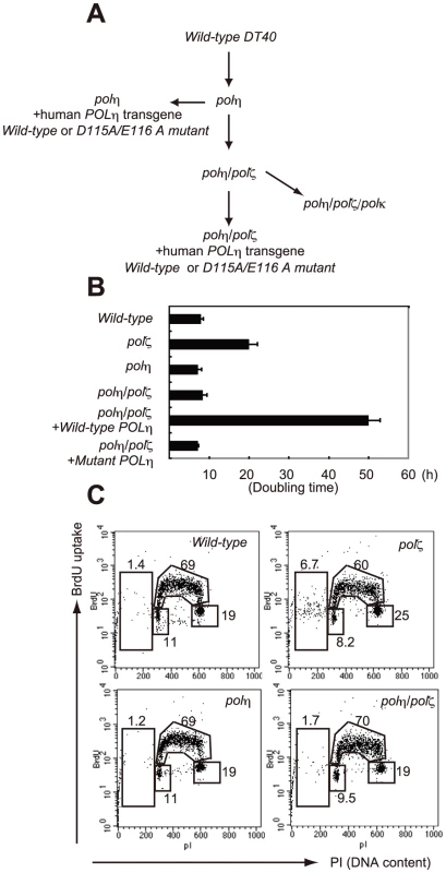 Proliferation of chicken DT40 <i>polζ</i>, <i>polη</i>, and <i>polη/polζ</i> cells.