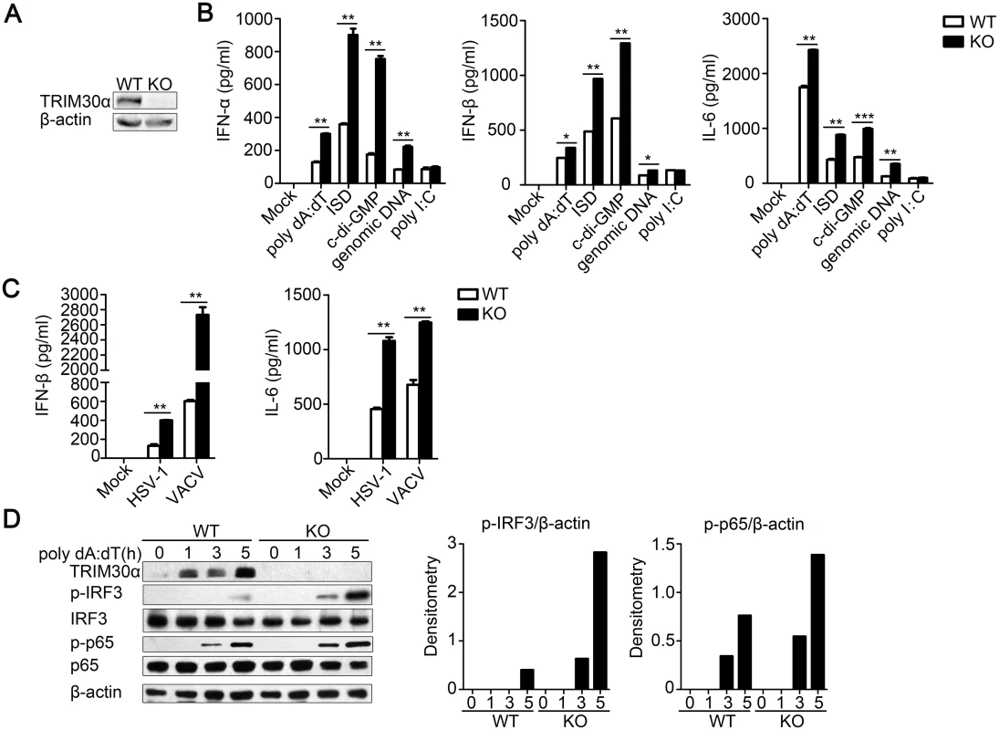 TRIM30α deficiency promotes immune signaling by cytoplasmic DNA and DNA virus infection in BMDCs.
