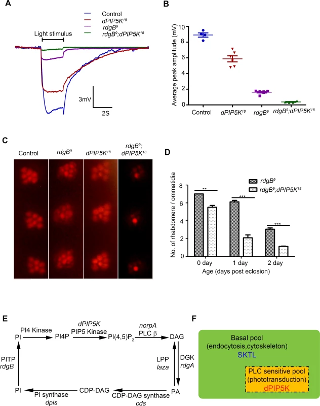 dPIP5K is required to support <i>rdgB</i> dependent function in photoreceptors.