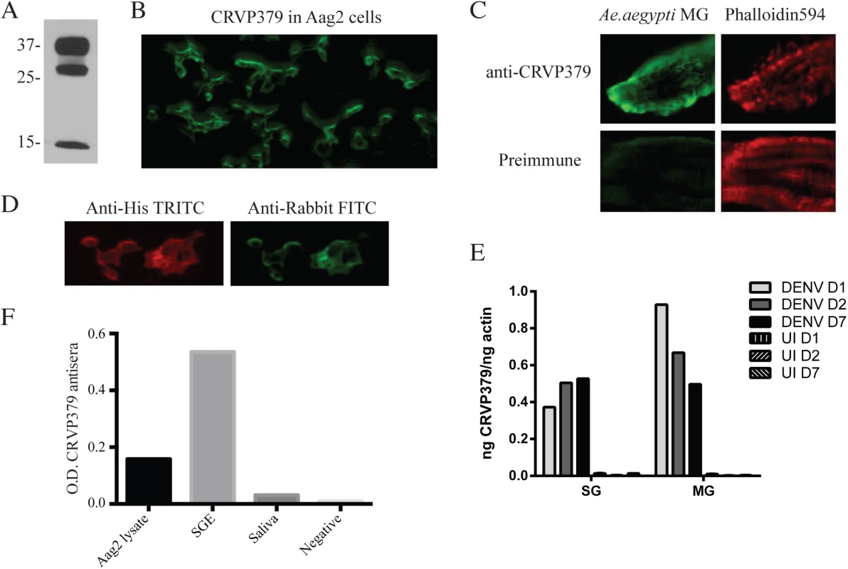 Antibodies against CRVP379 recognize native protein in <i>Ae</i>. <i>aegypti</i>.