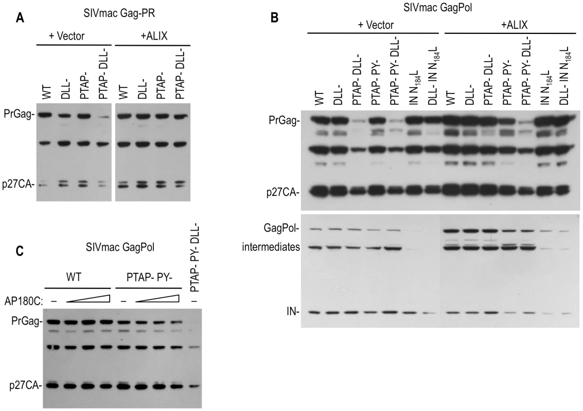 Effects of Clathrin, Tsg101 and ALIX on the levels of SIVmac Gag and Pol proteins.