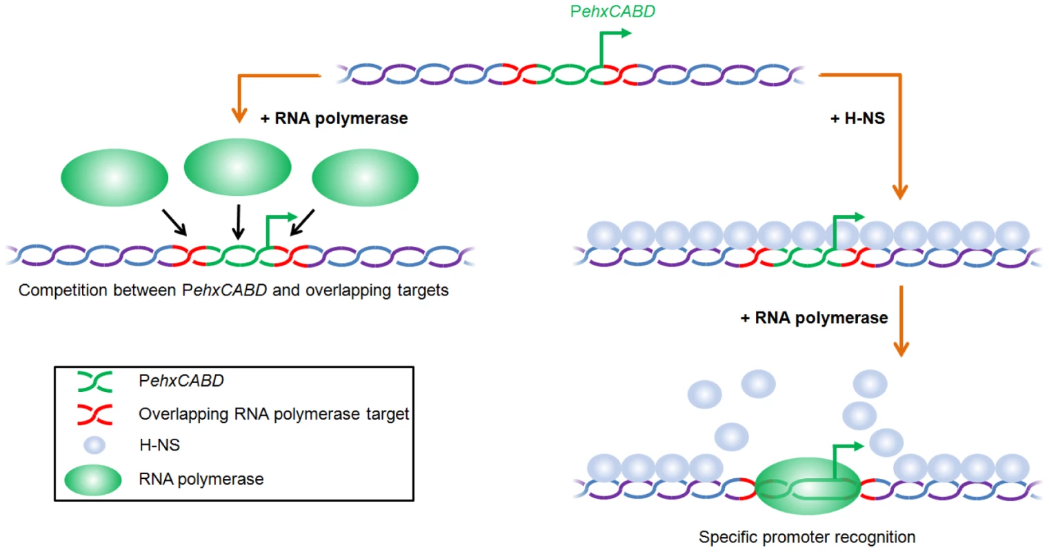 Model for H-NS induced specificity during interactions between RNA polymerase and AT-rich gene regulatory regions.
