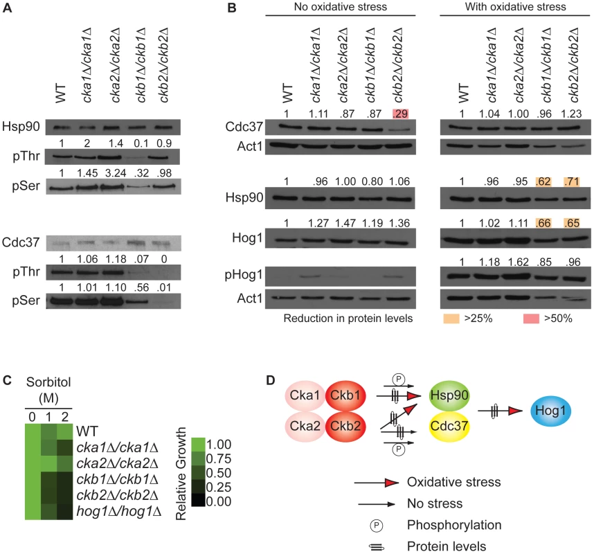 The protein kinase CK2 regulatory subunits regulate function of the Hsp90/Cdc37 protein complex.