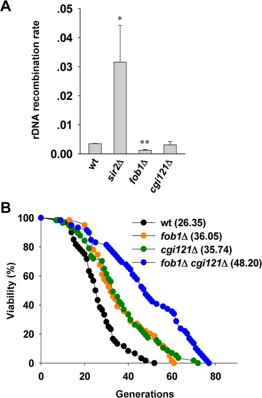 Cgi121 does not affect rDNA recombination and functions in parallel with Fob1 in aging regulation.