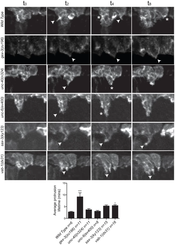 The dynamic turnover of F-actin protrusions is altered in morphogenesis mutants.