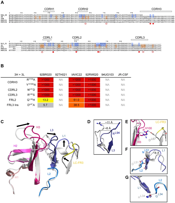 Role of somatic hypermutation in neutralization and antibody structure.