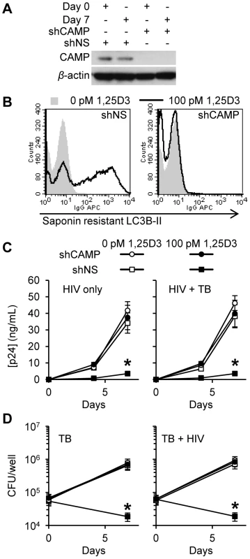 Inhibition of HIV and <i>M. tuberculosis</i> by 1,25D3 is CAMP and autophagy dependent.