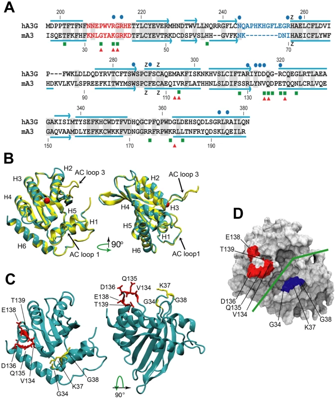 Comparative sequence and structure of the active cytidine deaminase regions of hA3G and mA3.