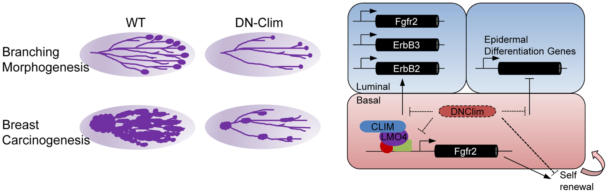 Regulatory roles for Clims in normal development and cancer.