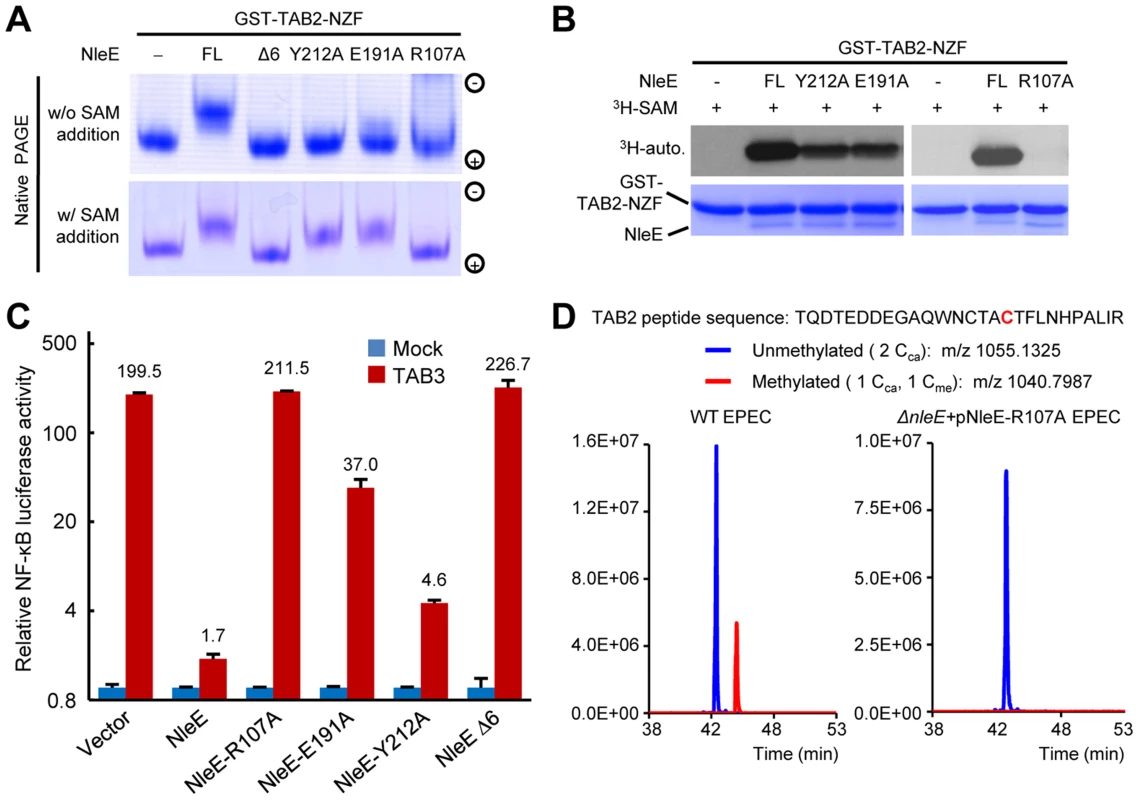 Functional analyses of NleE SAM-binding mutants.