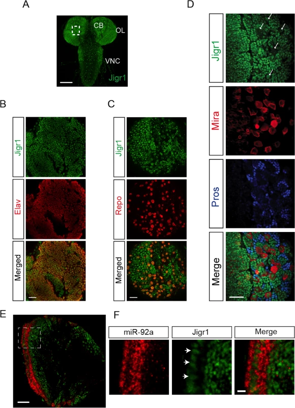Expression profile of Jigr1 in third instar larval brain.