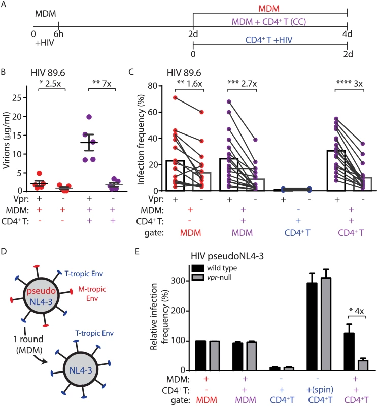 Vpr enhances macrophage-dependent infection of CD4<sup>+</sup> T lymphocytes.