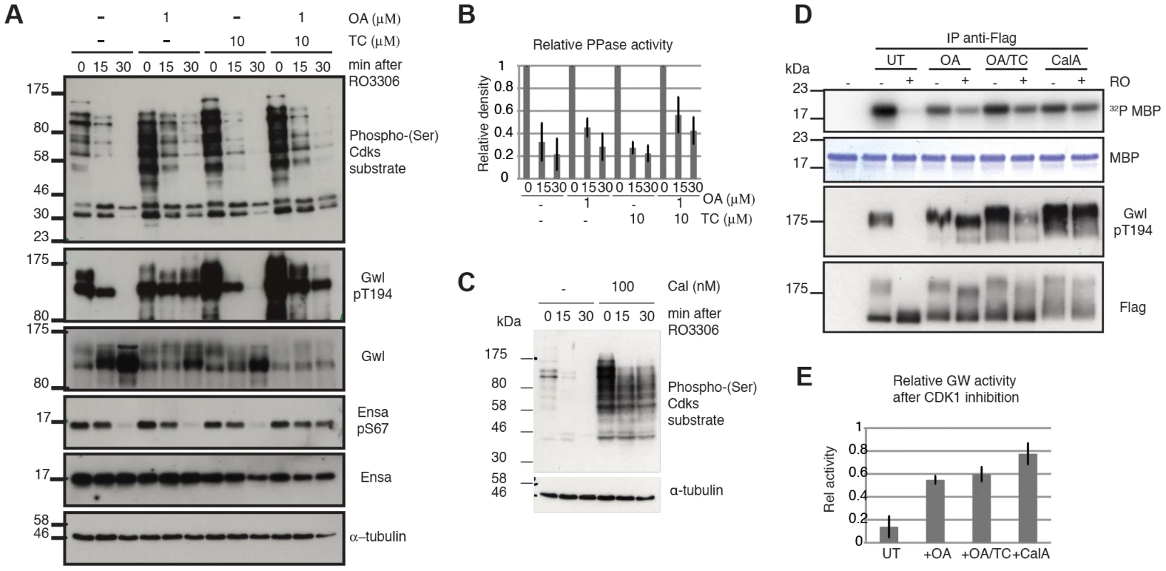 Characterizing Gwl, Ensa/ARPP19 and SP dephosphorylation during mitotic exit.