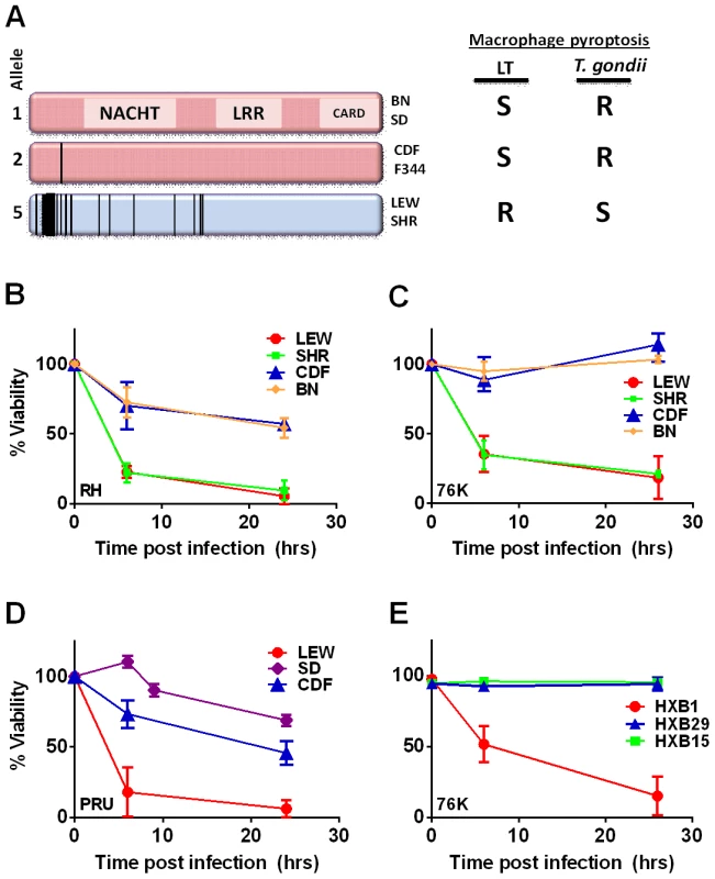 NLRP1 sequence in inbred and RI rats correlates with rapid macrophage death.