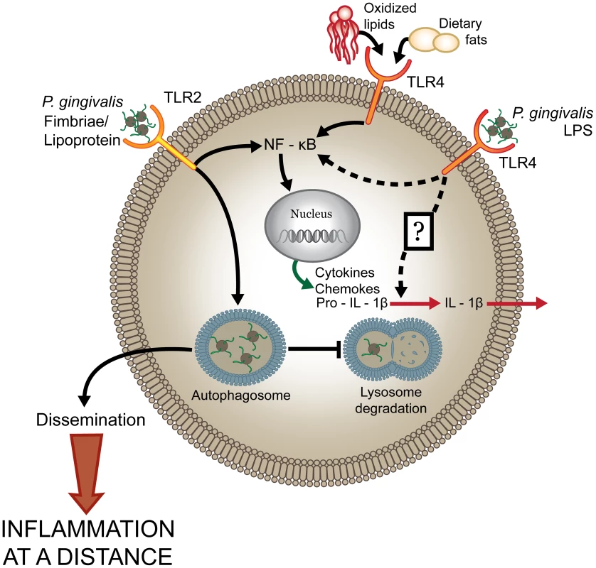 <i>P. gingivalis</i> dysregulates host cell immune activation facilitating systemic inflammation.