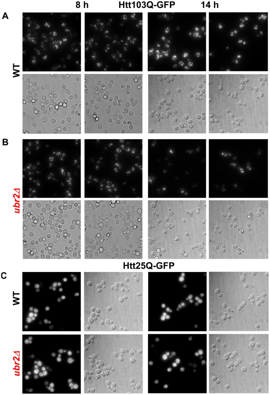 Amelioration of Htt103Q aggregation in cells with higher proteasome capacity.
