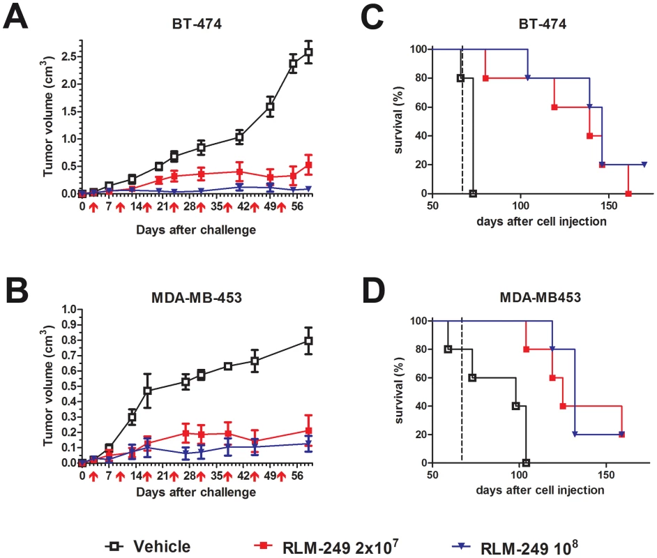 Therapy with R-LM249 of Rag2<sup>−/−</sup>;Il2rg<sup>−/−</sup> mice bearing s.c. BT-474 or MDA-MB-453 human breast carcinoma cell lines.