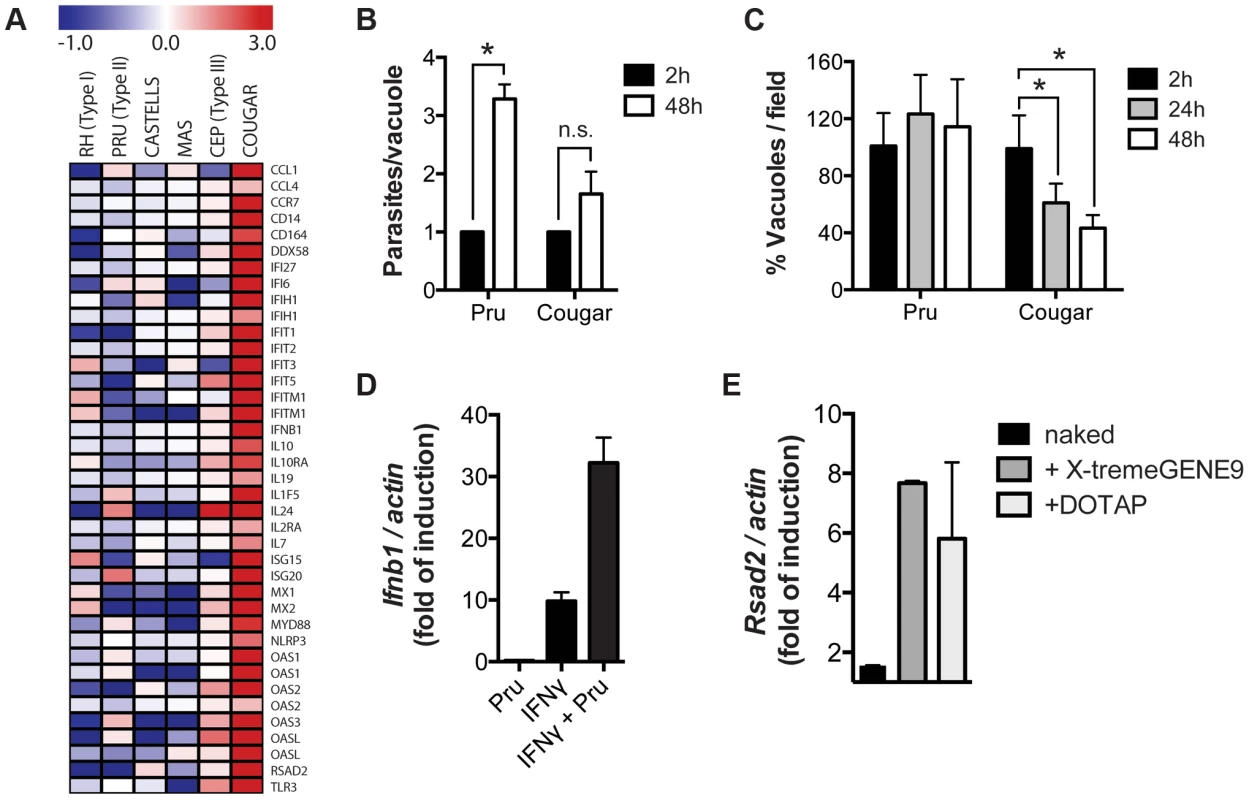 Killing of intracellular parasites is associated with IFNβ production.