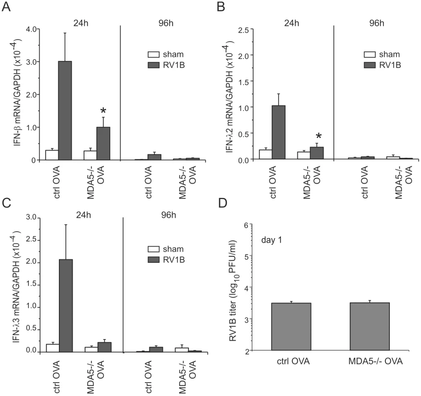 RV1B-induced IFN responses and viral titer in OVA-treated MDA5−/− mice.