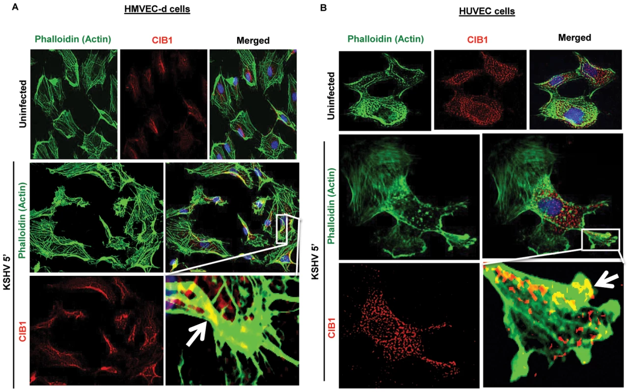 CIB1 association with actin protrusions during <i>de novo</i> KSHV infection in endothelial cells.