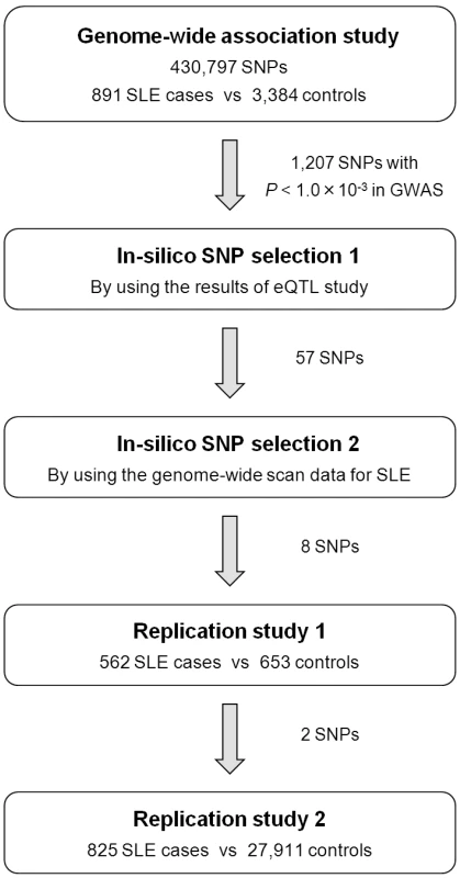 Design of the GWAS and multi-stage replication studies for SLE in Japanese subjects.