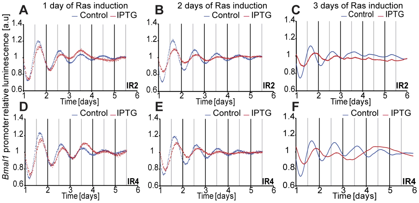 Induction of Ras expression in rat fibroblasts.