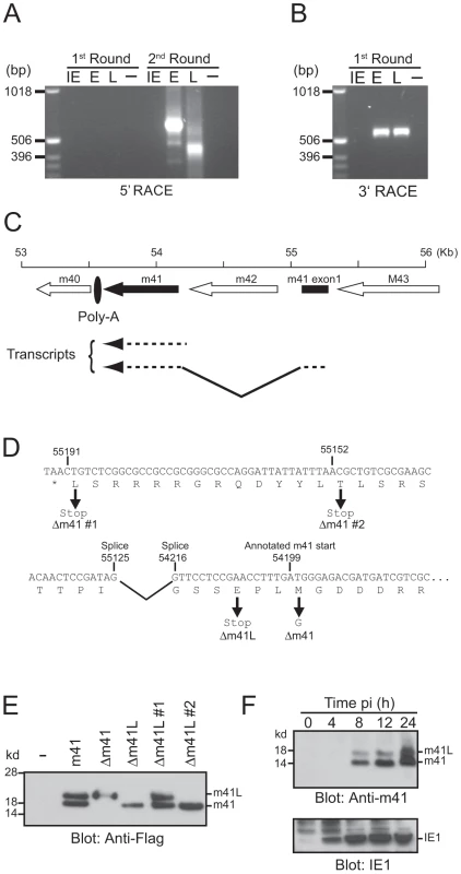 Genomic arrangement and analysis of the m41 locus.