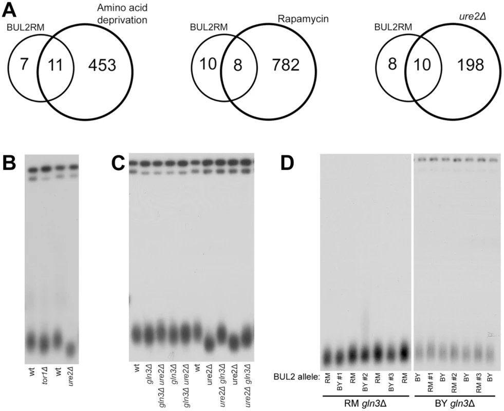 Transcriptional activator Gln3 mediates BUL2 allele-induced telomere length alterations.