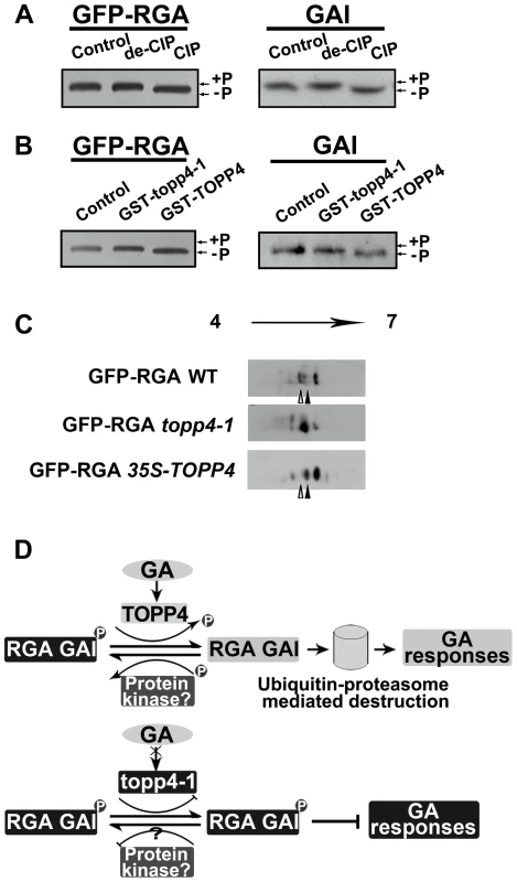 DELLA proteins are direct substrates of TOPP4.