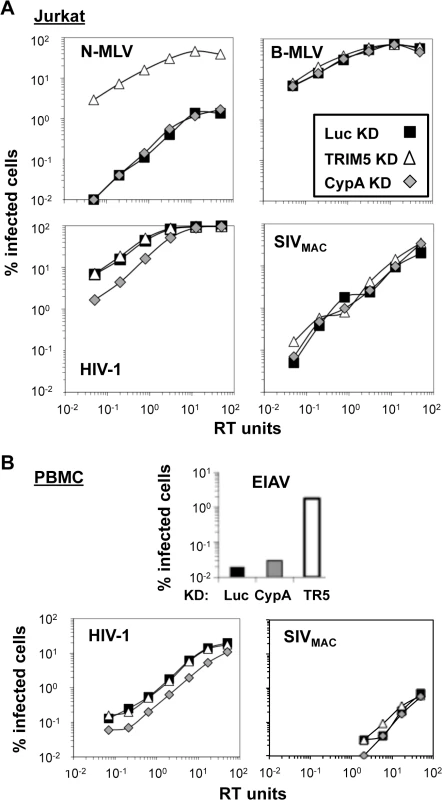 Knockdown of TRIM5 or of cyclophilin A has no effect on SIV<sub>MAC</sub> transduction of Jurkat CD4<sup>+</sup> T cells.