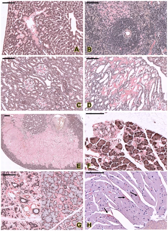 Histopathological analysis of amyloids in different organs of the affected mice.