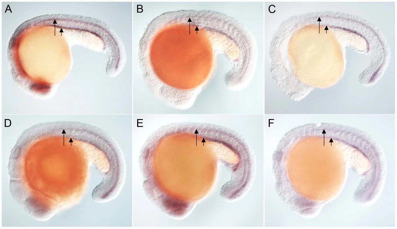 Zebrafish FoxJ2 and FoxJ3 are unable to induce the expression of ciliary genes.