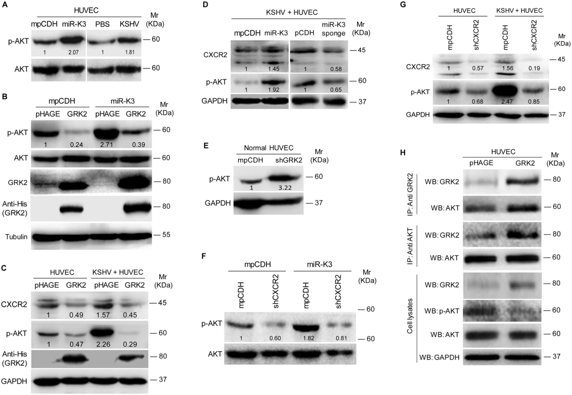 MiR-K3 enhances the activation of AKT in HUVEC by targeting GRK2.